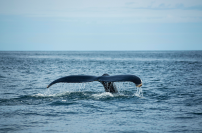 Celebrating Plettenberg Bay's Whale Heritage Status